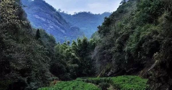 慧苑坑武夷岩茶