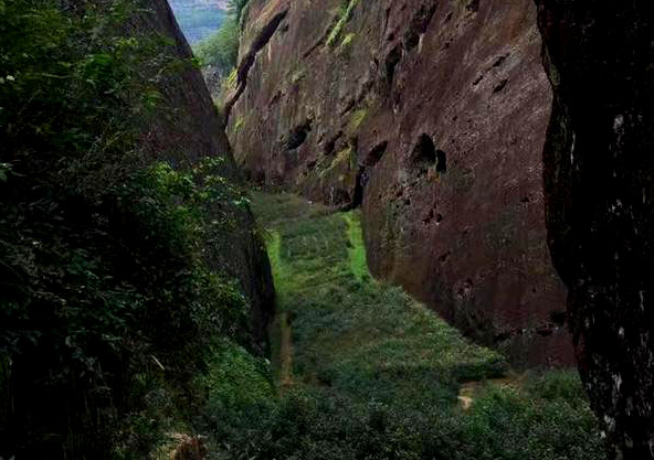 大坑口武夷岩茶