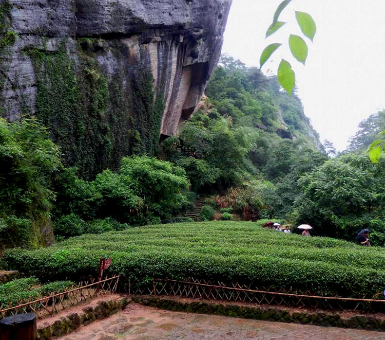 流香涧武夷岩茶