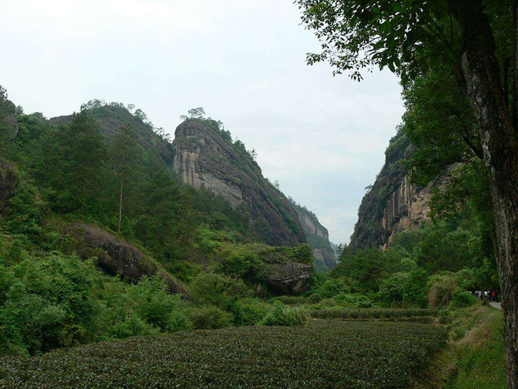 马头岩武夷岩茶